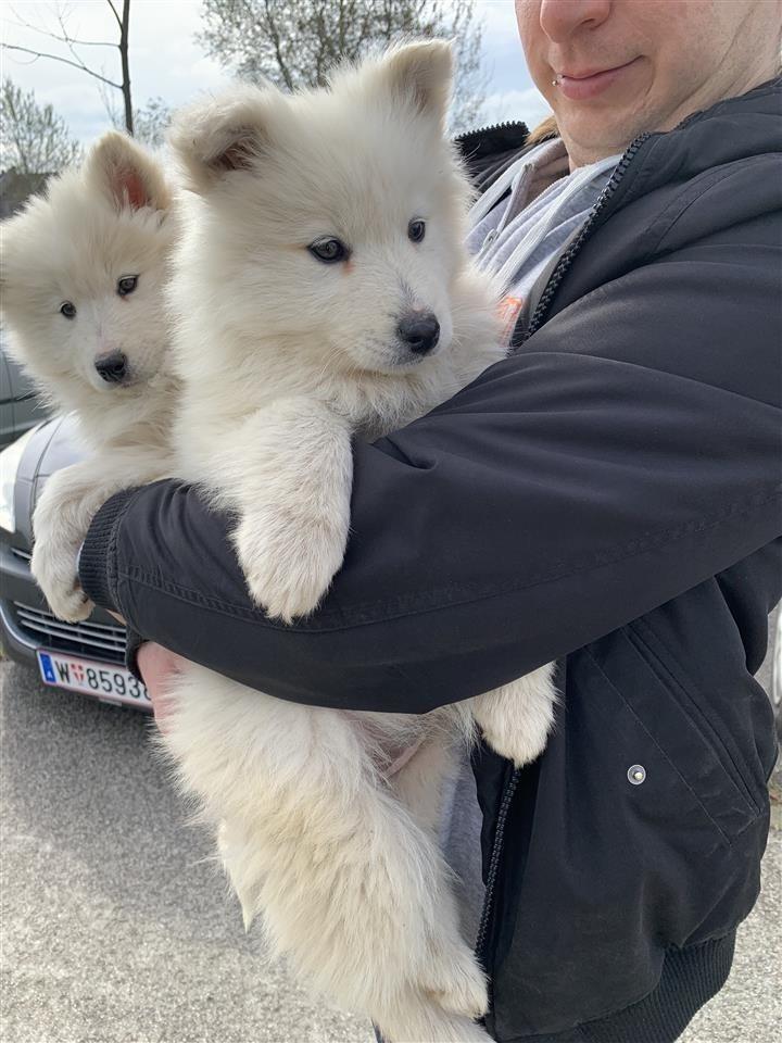 Samojed-stenci