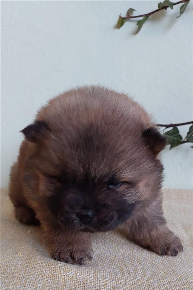 Chow-Chow-Stenci-
