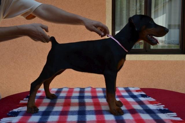 Doberman stenad