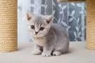 Bitish-shorthair-kitten