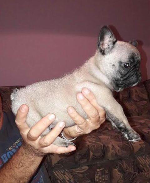 Francuski-buldog--štenad