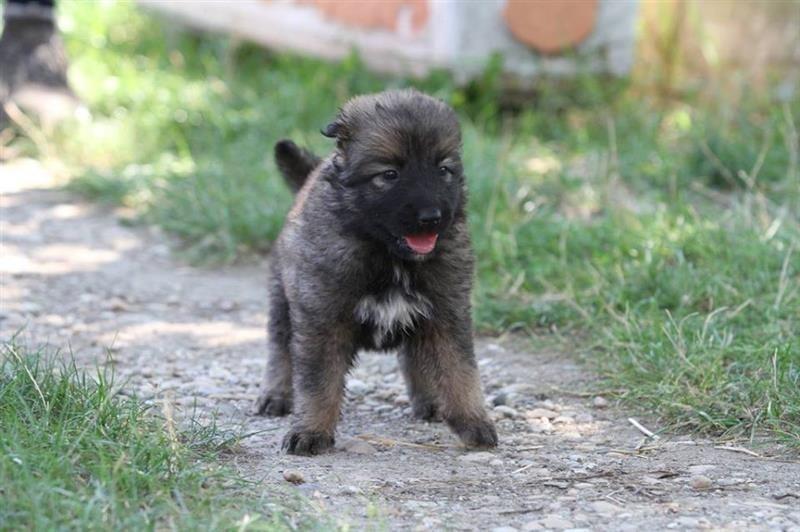 Kavkaski-Ovčar---štenci-
