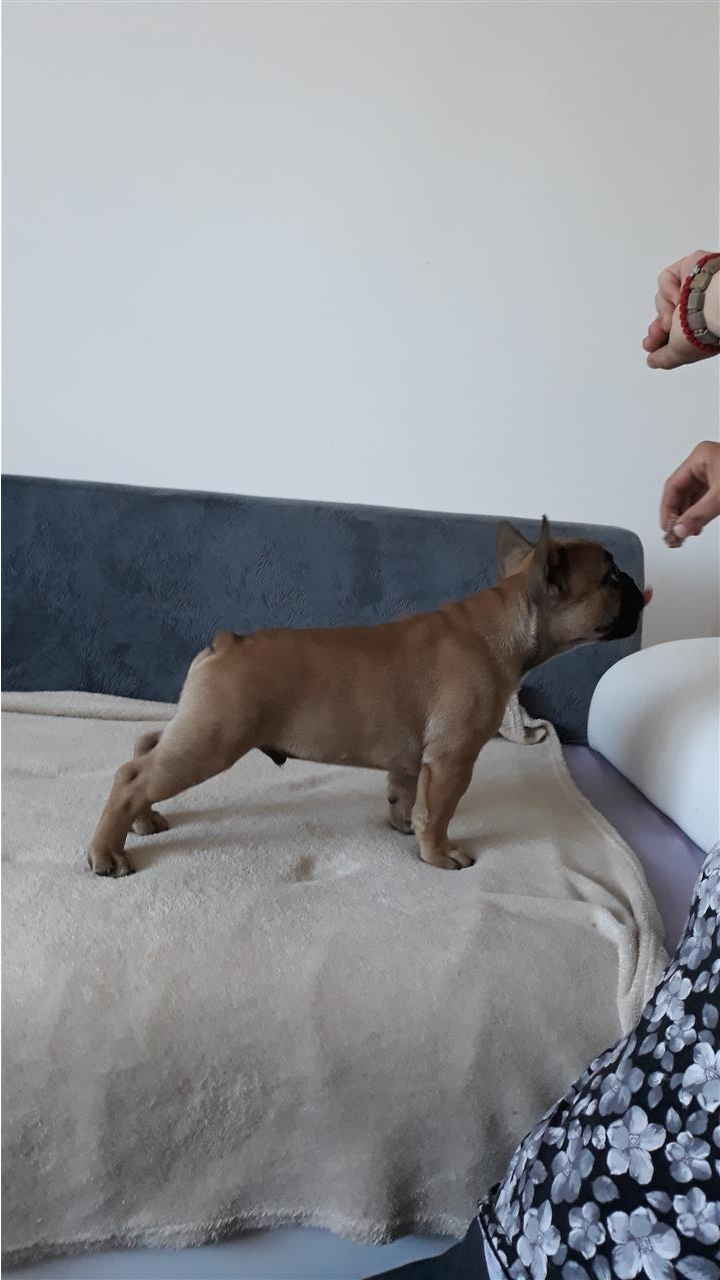Francuski-buldog