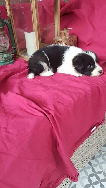 Border-koli-collie-štenci