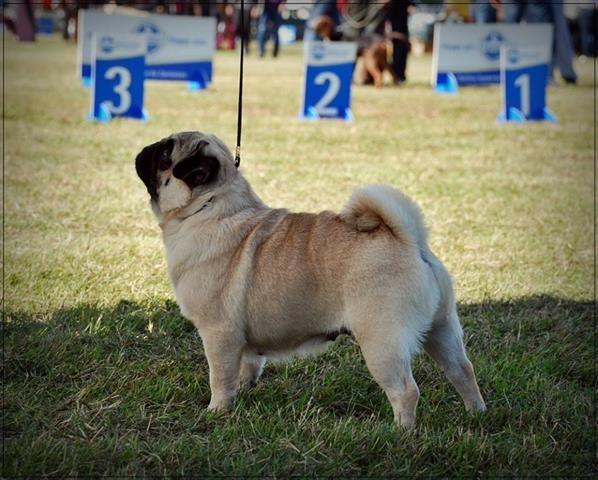 Mops-stenci