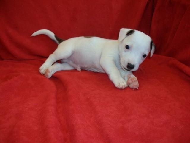 Jack Russel Terrier - prelepi stenci