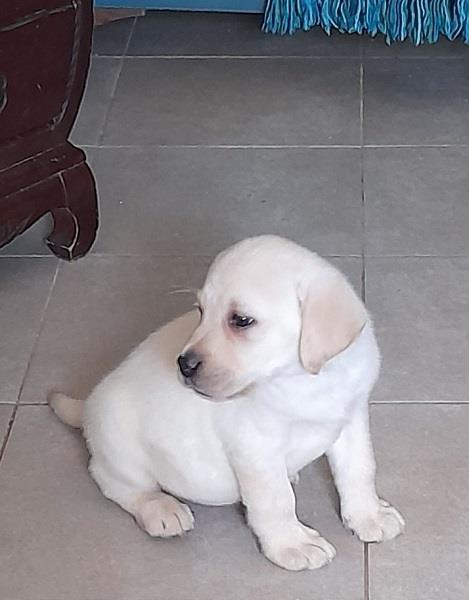 Labrador-žensko-štene-