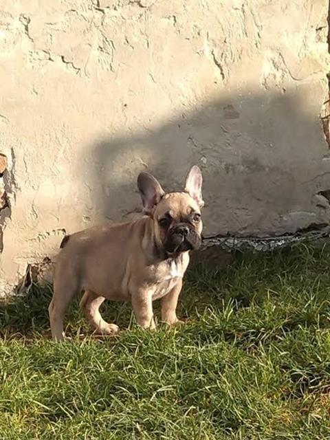 Francuski-buldog-štenci-