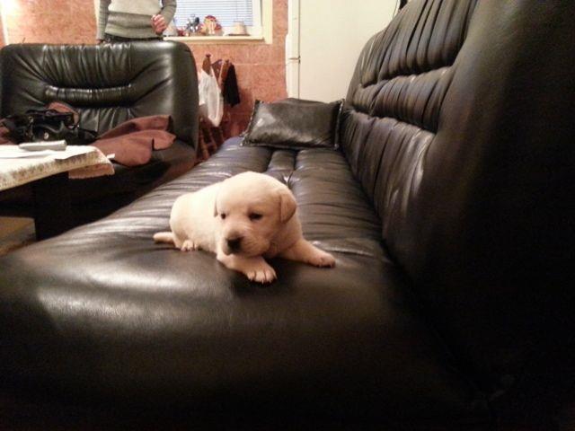 Labrador-stenci