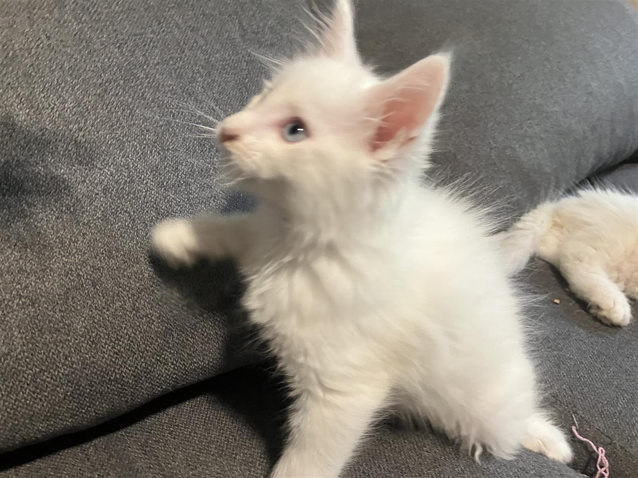 Maine-Coon-mace
