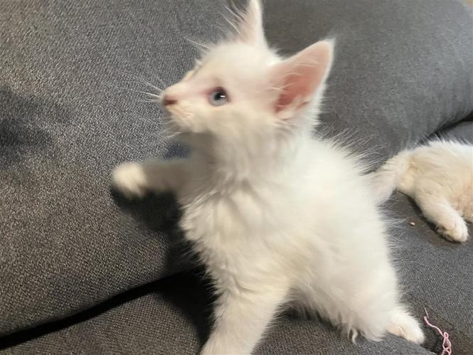Maine Coon mace