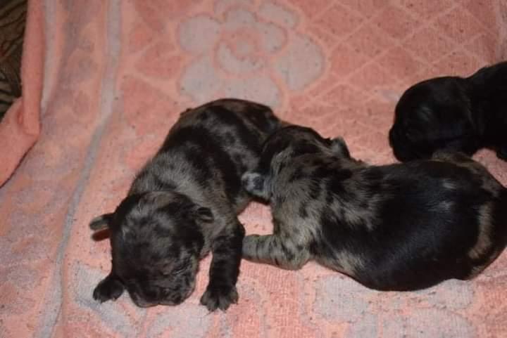 Francuski-buldog-
