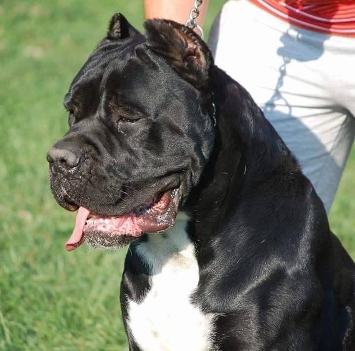 Cane-corso-štenci