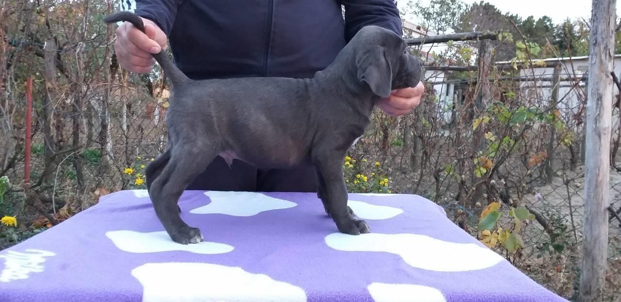 Cane-corso-štenci