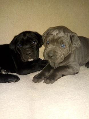 Cane-corso-štenci
