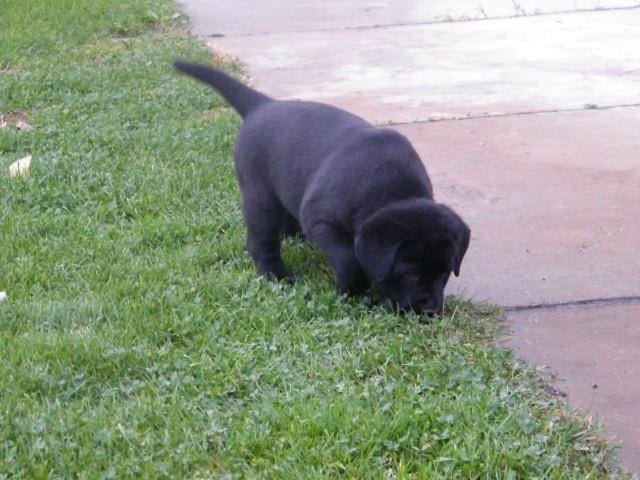 Stenci-labrador-retrivera