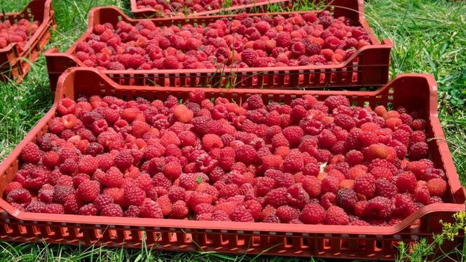 Radnici za maline