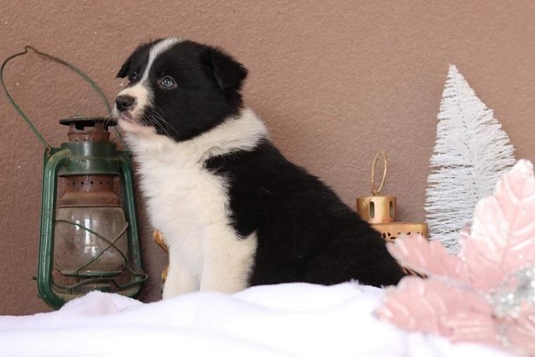 Border-koli-collie-štenci