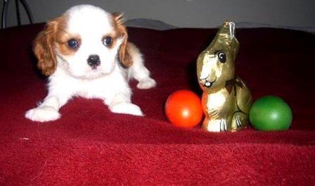 CAVALIER-KING-CHARLES-SPANIEL-ŠTENCI-S-ROD-