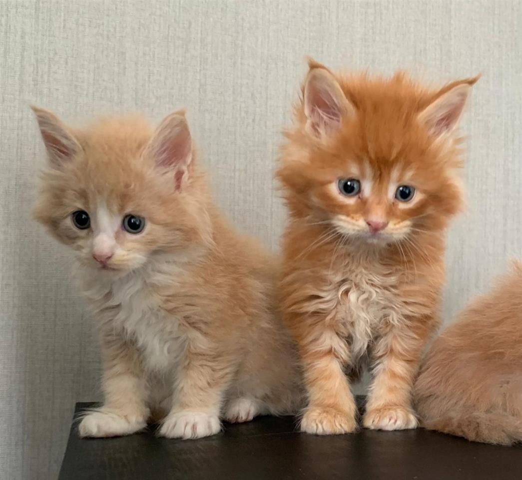Registrirani-mačići-Maine-Coon-a