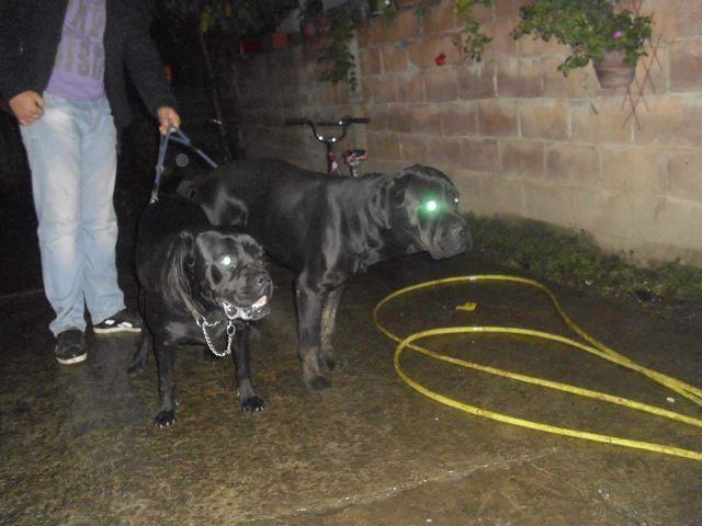Cane-Corso---vrhunske-zenkice