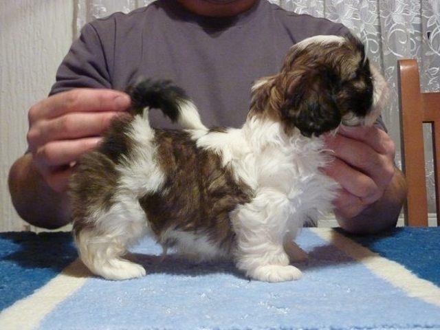 Shih-tzu-stenci---extra-kvaliteta