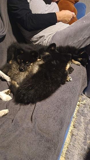 Pomeranski-spic