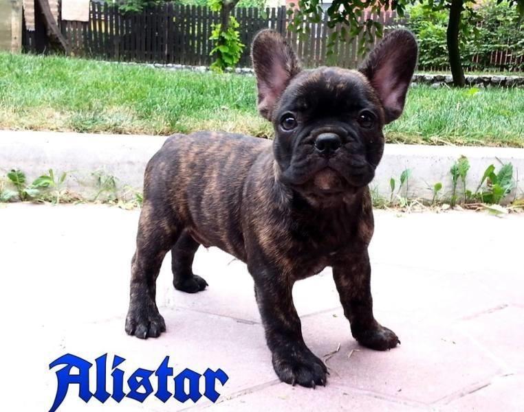 FRANCUSKI-BULDOG--STENCI-