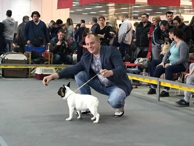 Francuski-buldog-OD-KUCE-DON