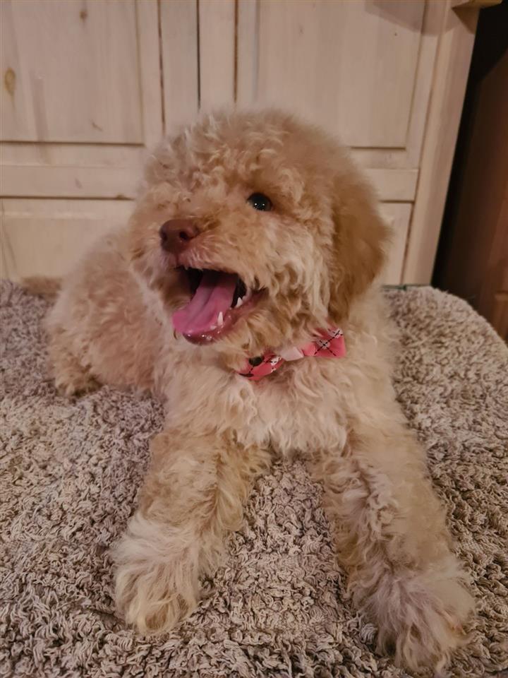 Labradoodle-štenci