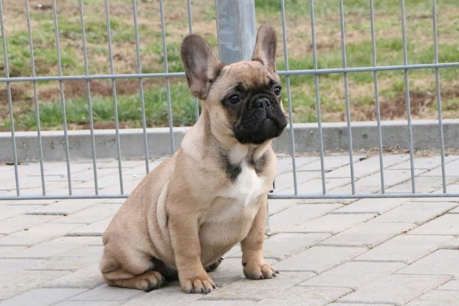 Francuski-buldog