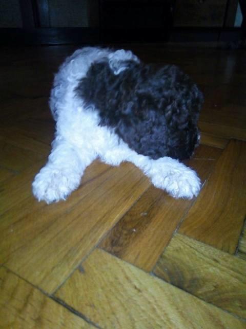 Lagotto-romagnolo--štenci