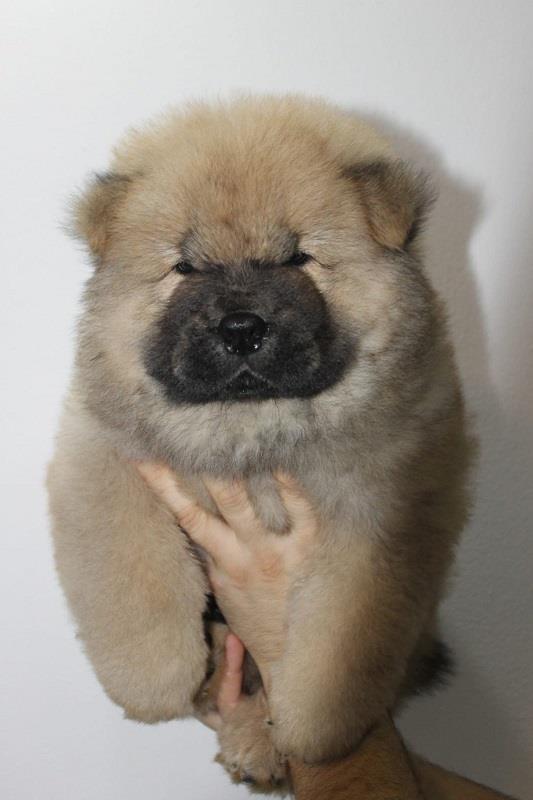 Chow-chow-cau-cau-stenad