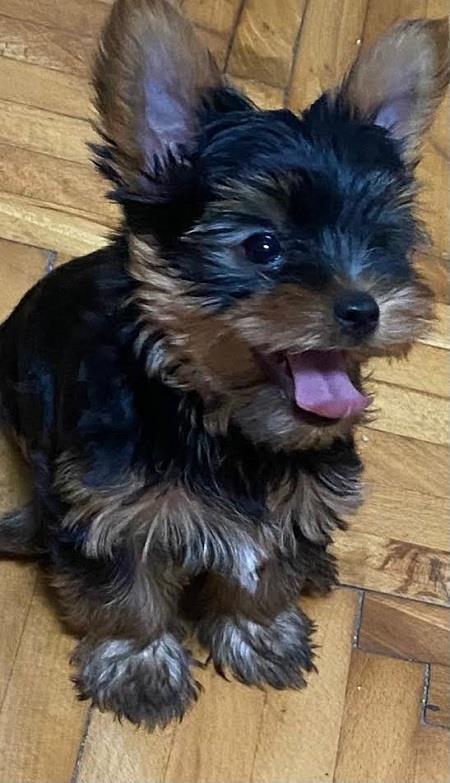 Mini-Jorki