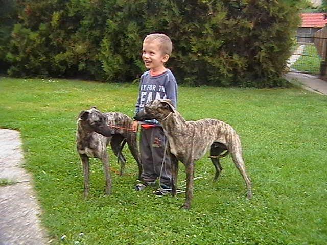 Whippet-mali-engleski-hrt