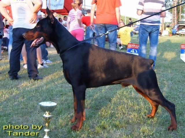 Doberman-crni-stenci