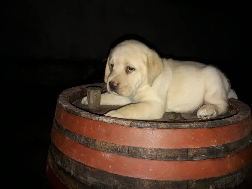 Labrador-retriver--štenci