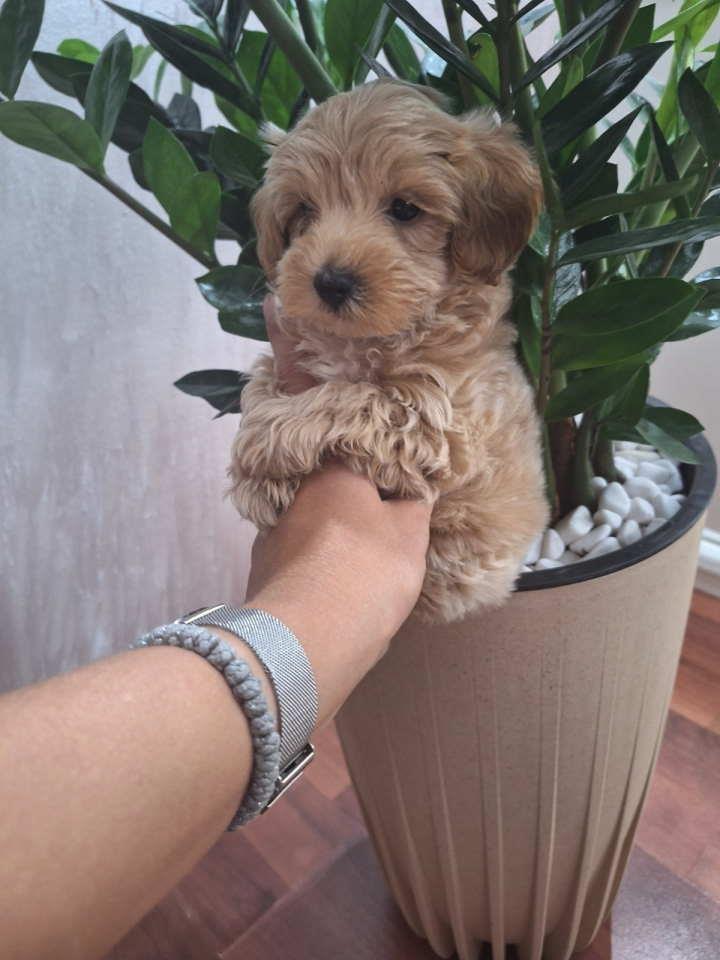 Prelepi-štenci-Maltipoo