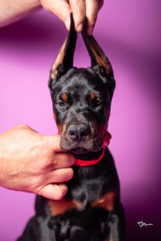 Doberman-stenci-