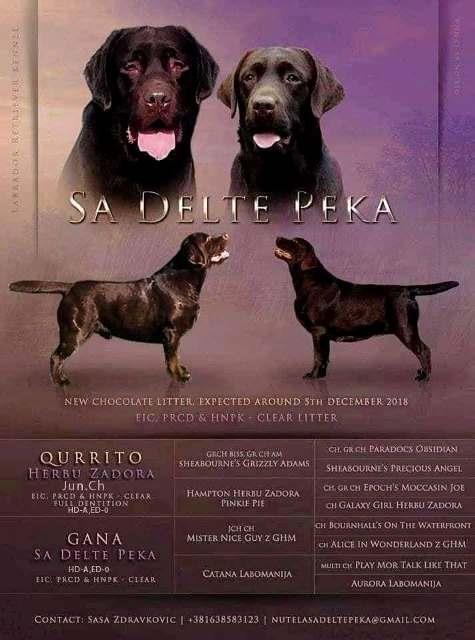 Labrador-Retriver--čokoladni-štenci