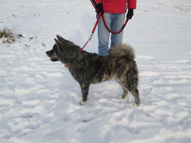 Akita-inu-stenci