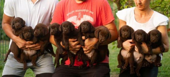 Labrador Retriver štenci