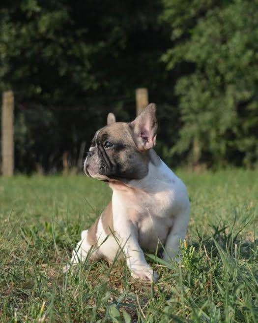 Francuski-buldog