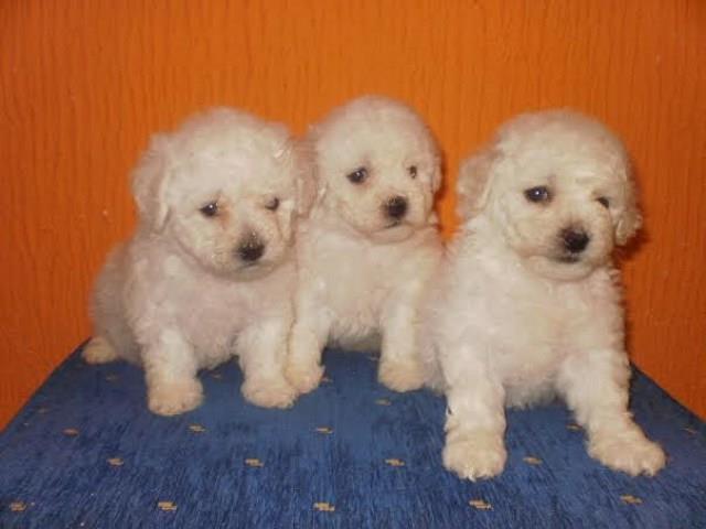 Bichon Frise - kovrdzavi bison, stenci