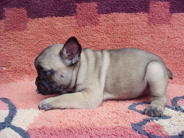 Francuski Buldog štenad 
