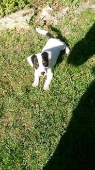 Jack-russel-terrieri