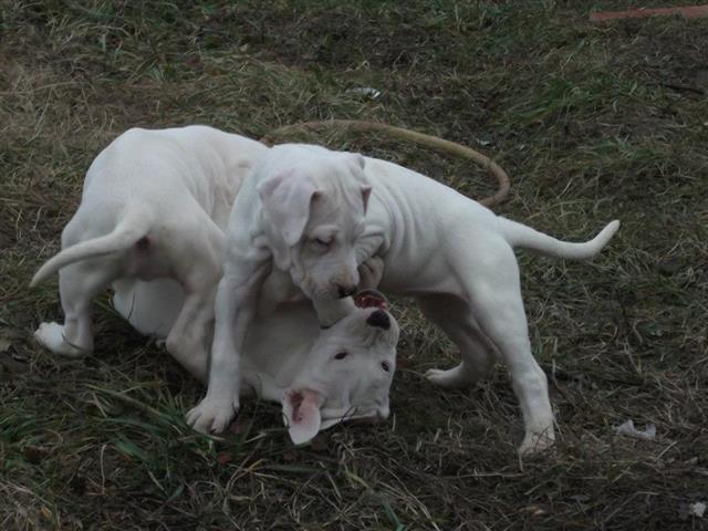 Dogo-Argentino-stenad-stara-3-meseca