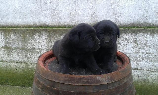 -Labrador-štenci-