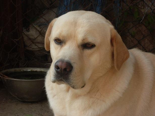 LABRADOR RETRIVER 