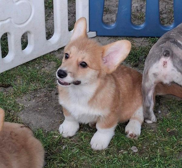 Korgi-Welsh-Pembroke